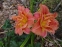Лілійник "Конго Корал" (Hemerocallis "Congo Coral") - 2