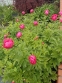 Півонія "Хонор" (Paeonia "Honor") - 8