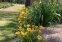 Лілійник "Стелла де Оро" (Hemerocallis "Stella de Oro") - 1