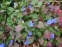 Цератостигма плюмбагоподібна (Ceratostigma plumbaginoides) - 11