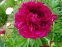 Півонія "Олд Фейтфул" (Paeonia "Old Faithful") - 5