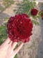 Півонія "Коммандо" (Paeonia "Commando") - 3