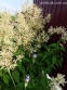 Гірчак мінливий (Persicaria polymorpha) - 13