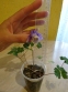 Орлики віяловидні "Міні-Стар" (Aquilegia flabellata "Міні-Star") - 3
