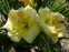 Лілійник "Шнікель Фріц" (Hemerocallis "Schnickel Fritz") - 2