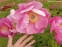 Півонія "Хонор" (Paeonia "Honor") - 8