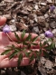 Анемона дібровна "Робінзоніана" (Anemone nemorosa "Robinsoniana") - 4