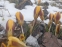 Крокус золотистий "Геральд" (Crocus chrysanthus "Herald") - 5