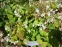 Горянка пишна "Нівеум" (Epimedium x youngianum "Niveum") - 7