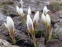 Крокус золотистий "Сноу Бантін" (Crocus chrysanthus"Snow Bunting") - 6
