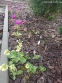 Первоцвіт дрібнозубчастий "Кашмеріана" (Primula denticulata "Cashmeriana") - 6