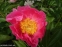 Півонія "Пінк Баблс" (Paeonia "Pink Bubbles") - 5