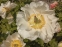 Півонія "Блашінг Прінцесс" (Paeonia "Blushing Princess") - 10