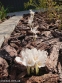 Пізньоцвіт осінній "Альба" (Colchicum autumnal "Alba") - 1