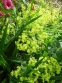 Манжетка м'яка (Alchemilla mollis) - 3