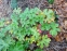 Герань гімалайська "Бірч Дабл" (Geranium himalayense "Birch Double") - 4