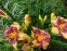 Лілійник "Олександр Хей" (Hemerocallis "Alexander Hay") - 3