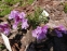 Пенстемон кущовий різновид Скулера (Penstemon fruticosus var. scouleri) - 2