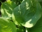 Хоста "Спілт Мілк" (Hosta "Spilt Milk") - 6