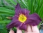 Лілійник "Грейп Вельвет" (Hemerocallis "Grape Velvet") - 5