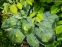 Хоста "Абіква Дрінкінг Гоурд" (Hosta "Abiqua Drinking Gourd") - 3