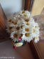 Королиця "Аляска" (Leucanthemum x superbum "Alaska") - 7