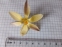 Крокус золотистий "Едванс" (Crocus chrysanthus "Advance") - 3
