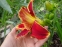 Лілійник "Файа енд Фог" (Hemerocallis "Fire and Fog") - 4