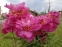 Півонія "Фезе Топ" (Paeonia "Feather Top") - 7