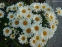Королиця "Літл Прінцесс" (Leucanthemum x superbum "Little Princess") - 3