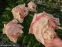 Півонія "Пастелорама" (Paeonia "Pastelorama") - 6