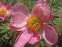 Півонія "Скарлет  О'Хара" (Paeonia "Scarlet O'Hara") - 6