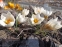 Крокус золотистий "Сноу Бантін" (Crocus chrysanthus"Snow Bunting") - 2