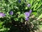 Герань Ренарда "Філіпп Вапель" (Geranium renardii "Philippe Vapelle") - 4