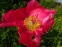 Півонія "Флейм" (Paeonia "Flame") - 3