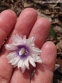 Анемона дібровна "Блю Айс" (Anemone nemorosa "Blue Eyes") - 4