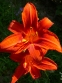 Лілійник "Чікаго Апачі" (Hemerocallis "Chicago Apache ") - 1