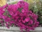 Айстра новобельгійська "Роял Рубі" (Aster novi-belgii "Royal Ruby") - 4