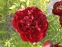 Півонія "Бакай Белль" (Paeonia "Buckeye Belle") - 1
