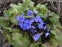 Печіночниця благородна (Hepatica nobilis) - 2