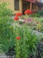 Коронарія халцедонська "Ред" (Lychnis chalcedonica f."Red") - 1