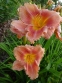 Лілійник "Колорадо Мун Фає" (Hemerocallis "Colorado Moon Fire") - 1