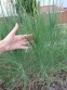 Асфоделіна ліборнська (Asphodeline liburnica) - 6