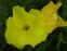 Енотера міссурійська (Oenothera missouriensis) - 6