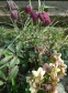 Чемерник нігеркорс "Кенді Лав" (Helleborus × nigercors "Candy Love") - 7
