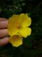 Енотера чотирикутна (Oenothera fruticosa subsp. glauca) - 2