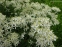 Клематіс прямий (Clematis recta) - 4