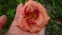 Лілійник "Джаст май Сайз" (Hemerocallis "Just my Size") - 1