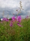 Зніт вузьколистий (Epilobium angustifolium) - 1