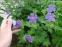 Герань Ренарда "Філіпп Вапель" (Geranium renardii "Philippe Vapelle") - 1
